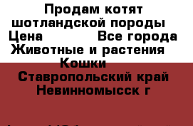 Продам котят шотландской породы › Цена ­ 2 000 - Все города Животные и растения » Кошки   . Ставропольский край,Невинномысск г.